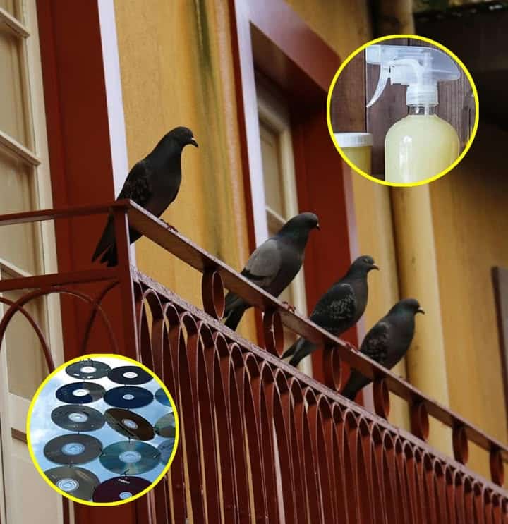 piccioni balcone pulito spazio