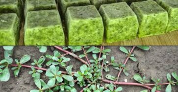 portulaca benefici salute corpo