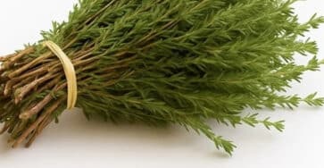 potent plants benefits
