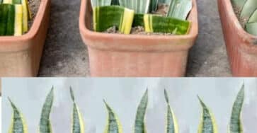 propagare sansevieria singola foglia