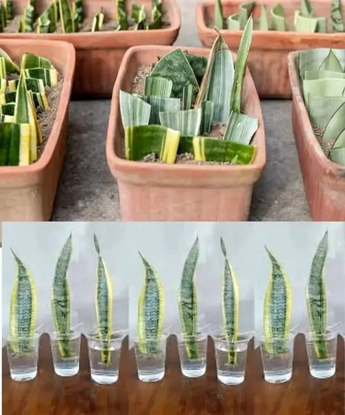 propagare sansevieria singola foglia