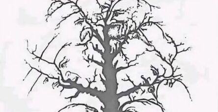 quattro volti albero