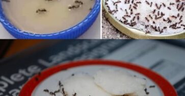 rimedi naturali formiche