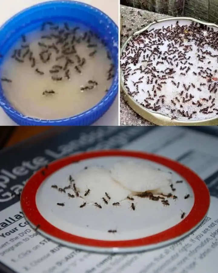 rimedi naturali formiche