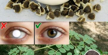 semi di Moringa benefici