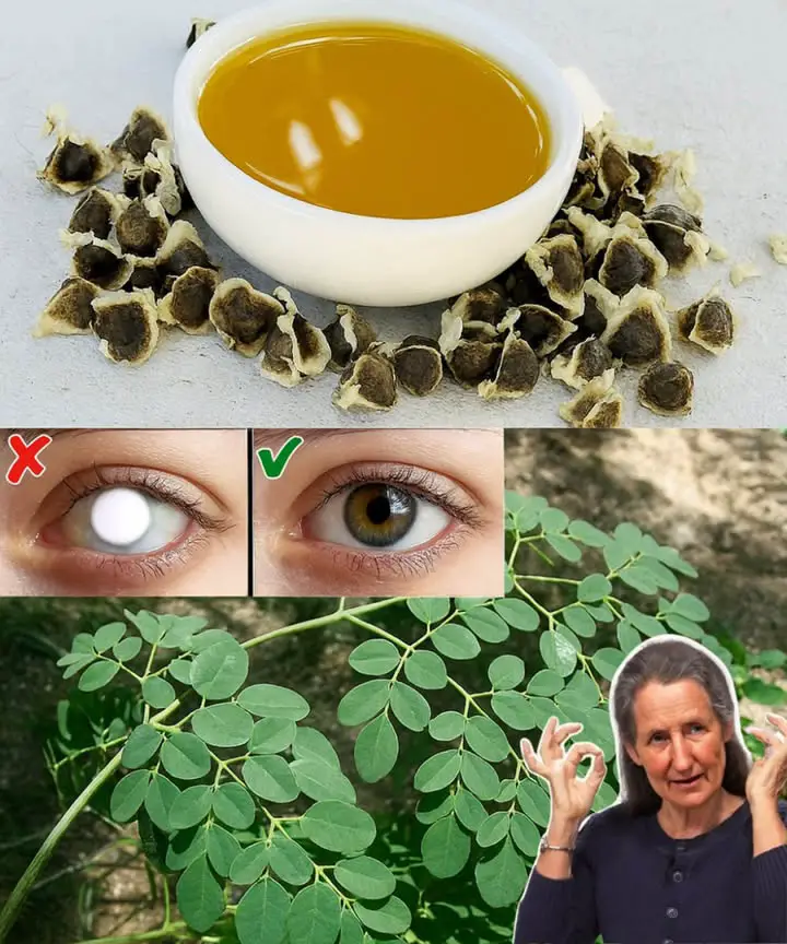 semi di Moringa benefici