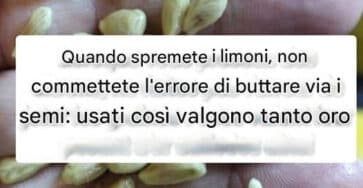 semi limoni peso oro