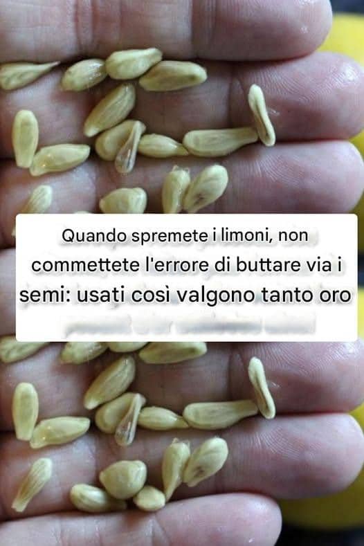 semi limoni peso oro