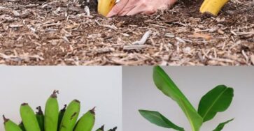 seppellire banana terreno incredibile