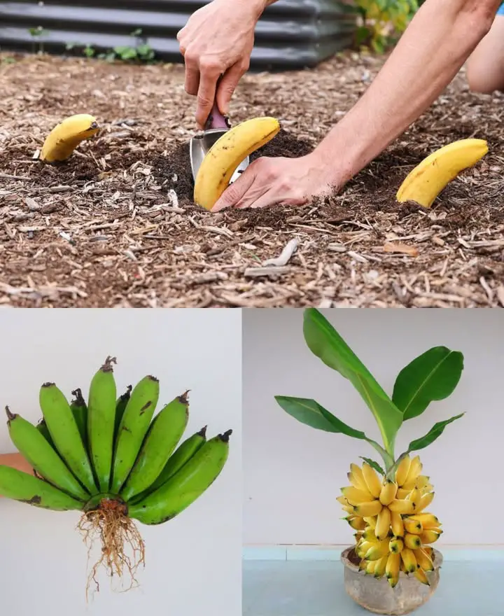 seppellire banana terreno incredibile