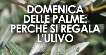 ulivo significato domenica palme