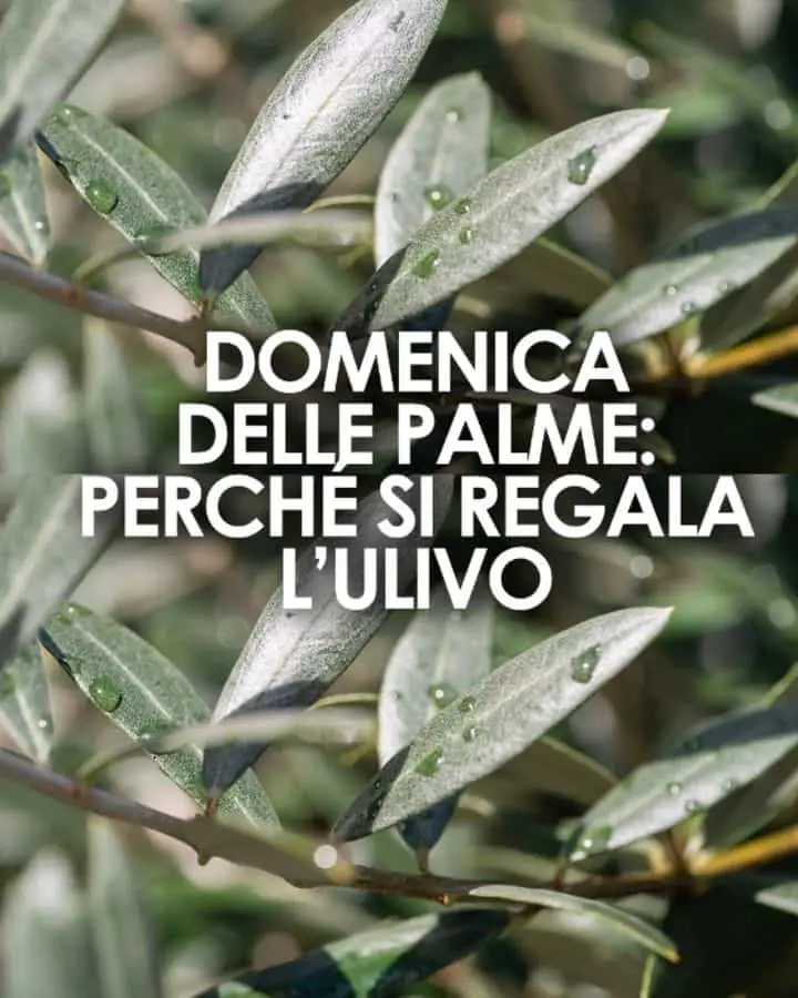 ulivo significato domenica palme